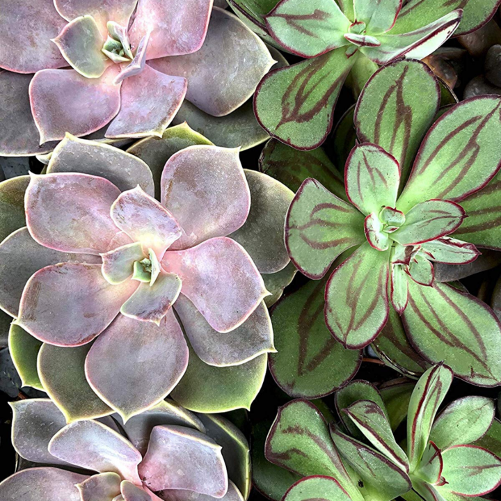 Such A Succulent Paint by Numbers